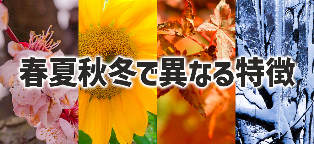 春夏秋冬で異なるアジの特徴